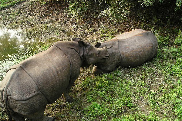 Chitwan Wildlife Tour Package From Mumbai